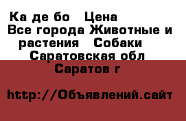 Ка де бо › Цена ­ 25 000 - Все города Животные и растения » Собаки   . Саратовская обл.,Саратов г.